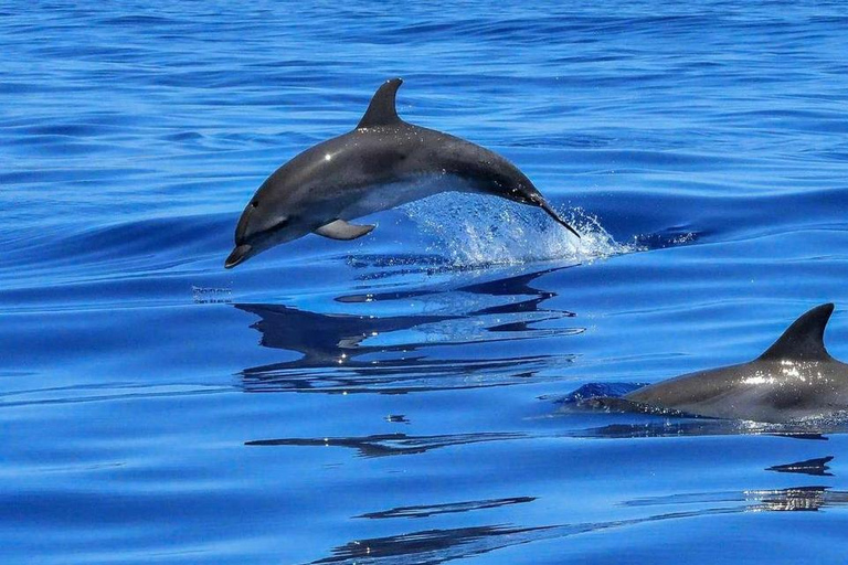 Dolphin Island Tour with Lunch, Swim & Foam Party