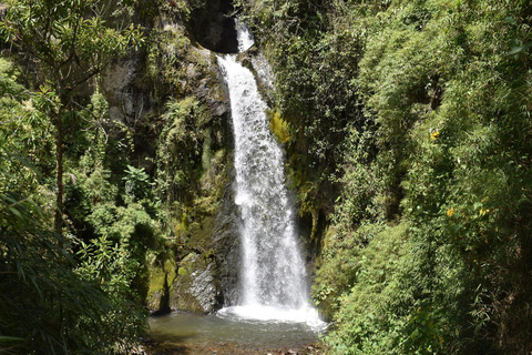 La Carbonera Adventure: Hiking & Horseback Riding in the Andean Palm Forest Salento: Tour to La Carbonera and the wax palm forest