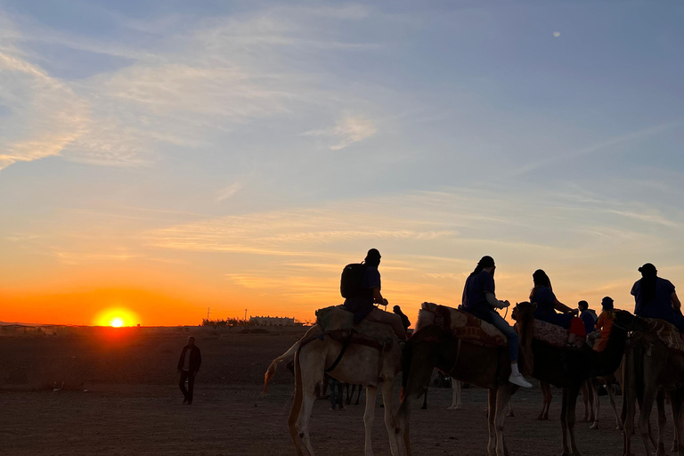 Sunset Camel Ride in Desert &amp; Palm Grove with Tea &amp; Transfer