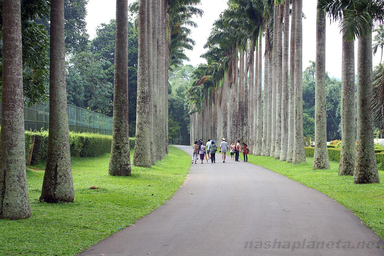 Kandy City Explore Private Tour