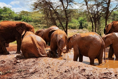 Elephant Orphanage, Giraffe & Bomas of Kenya Day Tour