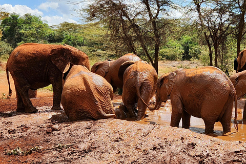 Tour di un giorno dell&#039;orfanotrofio degli elefanti, delle giraffe e di Bomas of Kenya