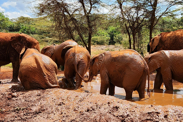 Tour di un giorno dell&#039;orfanotrofio degli elefanti, delle giraffe e di Bomas of Kenya