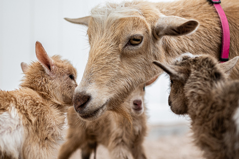 Phoenix Zoo Admission Ticket with ZooLights Option Phoenix ZooLights Entry Ticket