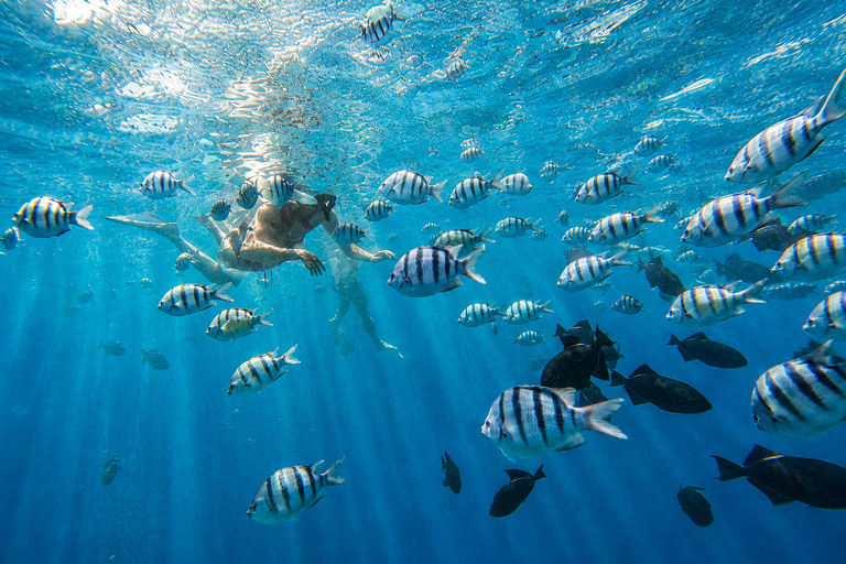 Oahu: Waikiki Turtle Canyon Snorkeling Tour (Small group) Waikiki: Sea Turtle Snorkel (Small group 20 People Max)