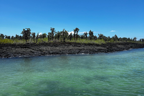 Galápagos: Sightseeing Tour to Tortuga Bay with Crystal-Clear Waters and Kayak
