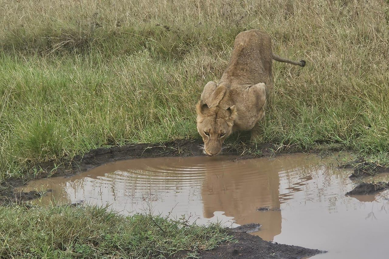 Parc national de Nairobi : promenade nocturne avec prise en charge gratuite