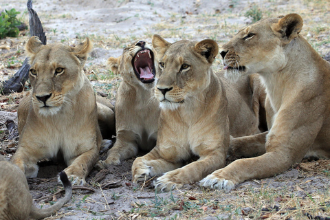 Desde Victoria Falls: Chobe y Namibian Island con almuerzoFrom Victoria Falls: Chobe &amp; Impalila Island Tour with Lunch