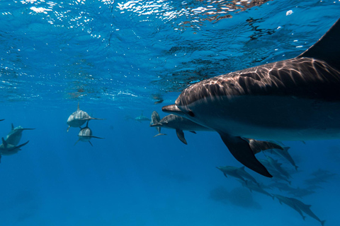 Hurghada: Swim with Dolphins & Full-Day Dolphin House Cruise Full day trip: Pickup from SomaBay & Safaga