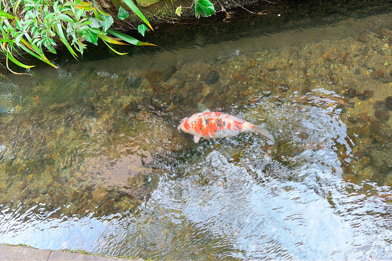Gujo Hachiman Day Trip: Mountain Castle & Traditional Town The popular Gujyo town tour