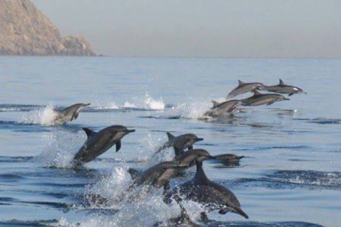 Obserwacja delfinów w Muskacie