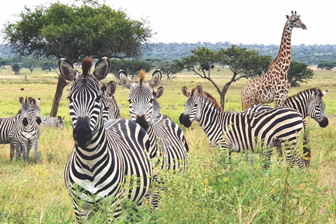 Serengeti National Park: 2-Day Safari with Accommodation