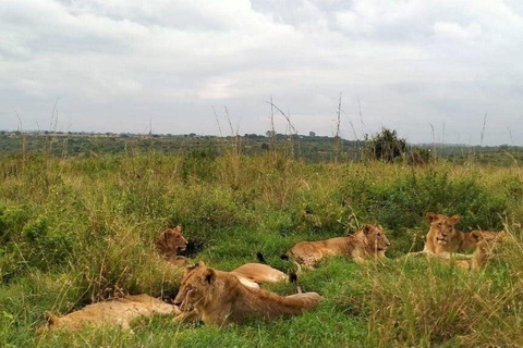 Nairobi: Nairobi National Park and Giraffe Center day tour