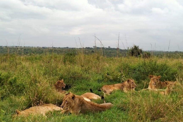 Nairobi: Nairobi National Park and Giraffe Center day tour