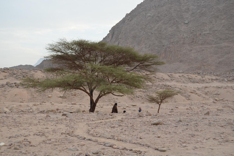 Hurghada: Quad Bike, Buggy, Jeep Safari, Kamelritt & AbendessenQuad Bike, Buggy, Jeep Safari, Kamelritt & Abendessen