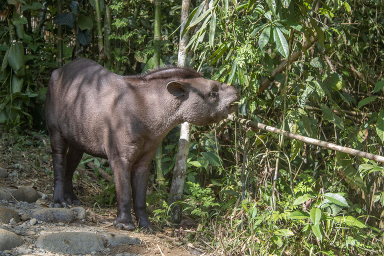 Manu National Park: Nature, culture, birds, and mammals – Full Day