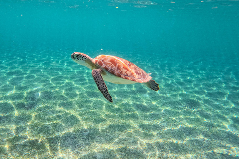 Akumal: Sea Turtles Snorkeling Tour with Park Entry Fee
