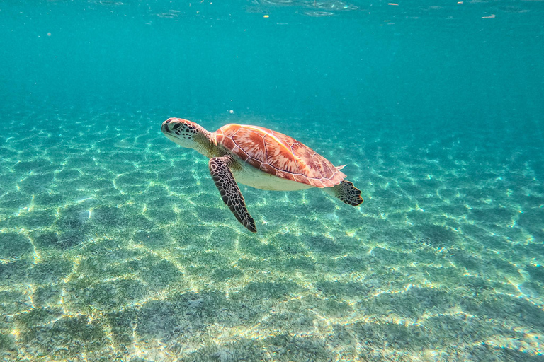 Akumal: Sea Turtles Snorkeling Tour with Park Entry Fee