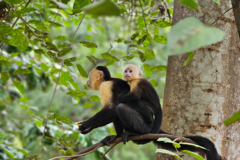 Playa Hermosa: Monkey, Sloth & Beach Adventure