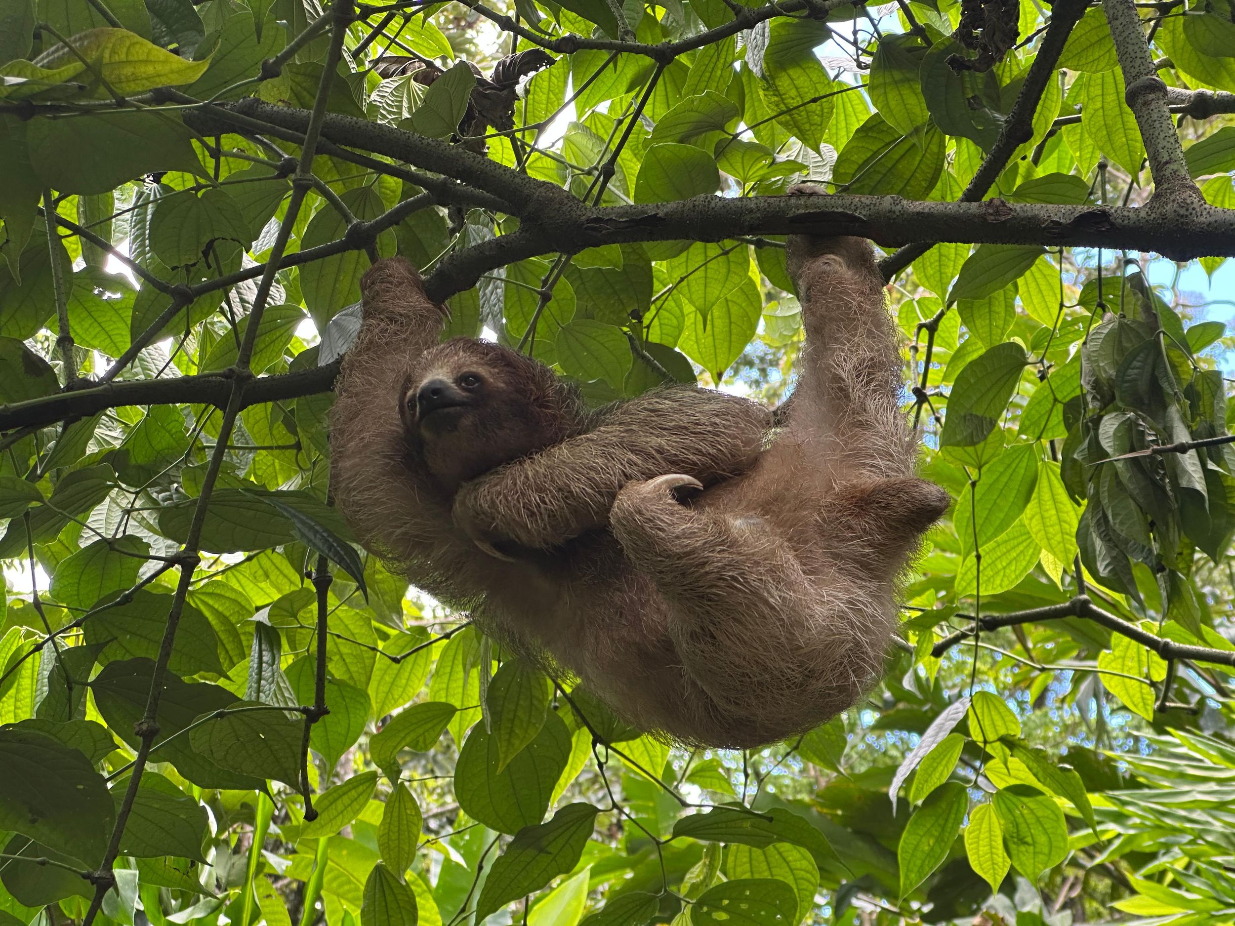 Ab San José: Nationalpark Manuel Antonio – Erkundungstour mit Mittagessen