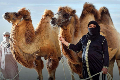 Camel Adventure in the Peruvian Desert