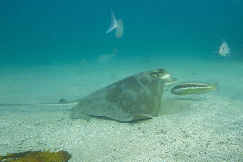 Sydney: Guided Snorkelling Tour - Shelly Beach