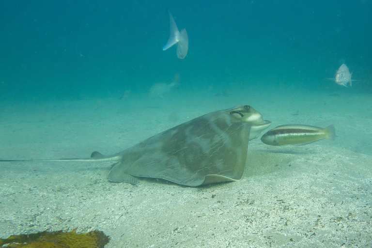 Sydney: Guided Snorkelling Tour - Shelly Beach