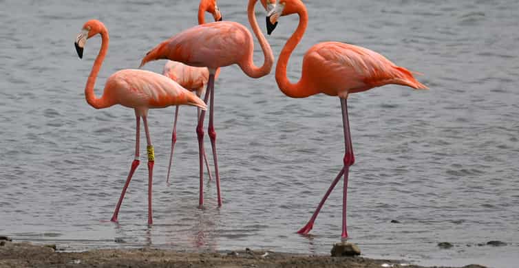 Stoneham, Massachusetts: Stone Zoo Entry Ticket photo 5