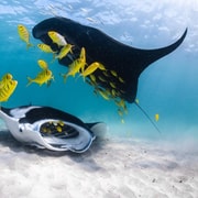 Coral Bay: Half-Day Ningaloo Reef Adventure with Manta Rays