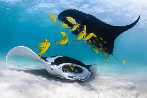 Bahía de Coral: Aventura de medio día en el Arrecife Ningaloo con Manta Rayas