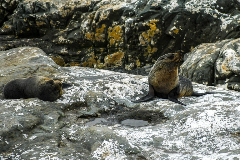 Da Christchurch: Tour di un giorno a Kaikoura con crociera con i delfini