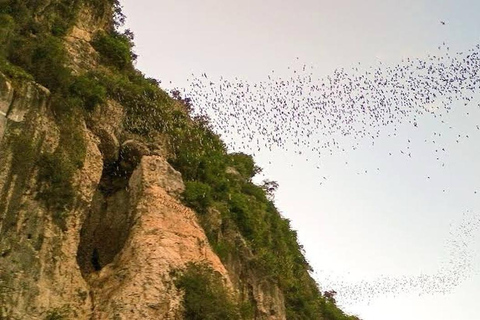 Battambang & Bat Cave Experience