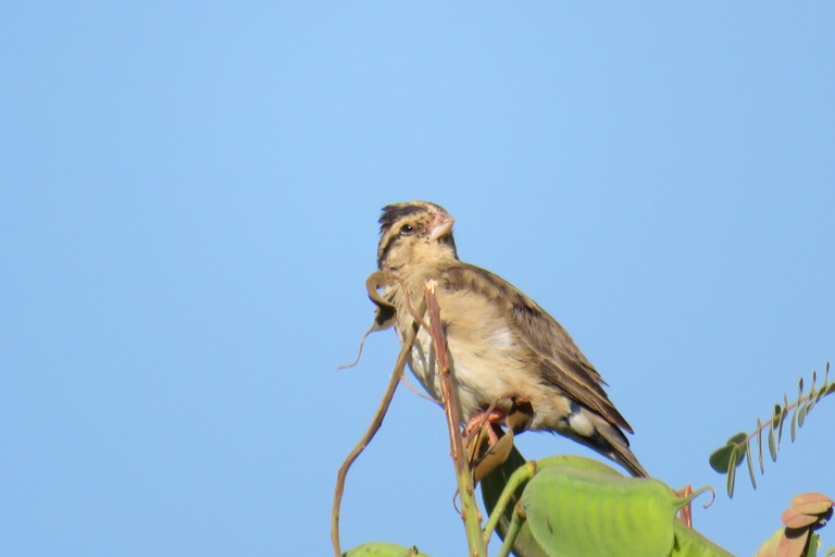 Addis Ababa: 8-Day Bale Mountains Birdwatching Tour