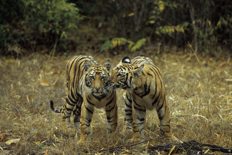 3-Day Agra and Ranthambore Adventure from Delhi Tour with Transportation and Guide only