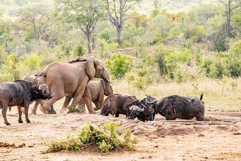 Safari Pirschfahrt mit Masuku Adventures