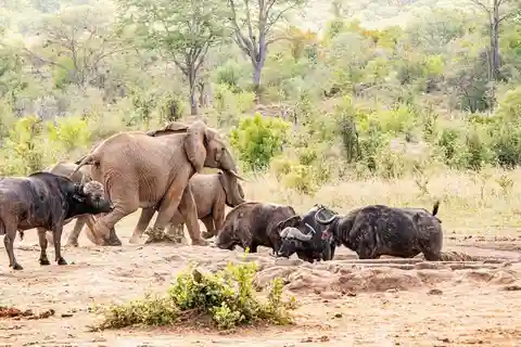 Safari dans le parc national du Zambèze