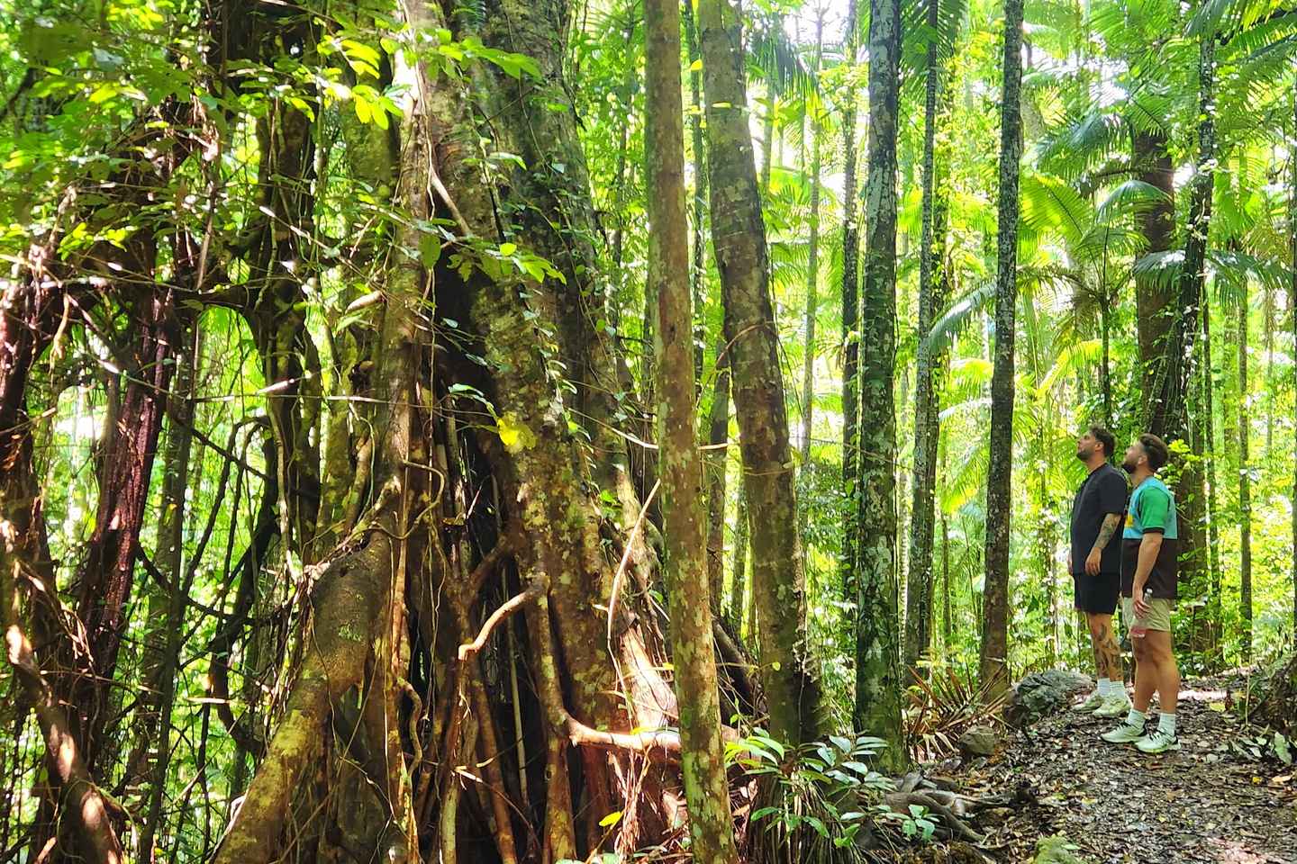 Airlie Beach: Waterfall & Rainforest Bushwalk Eco Adventure