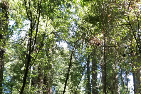 San Francisco: Muir Woods i Sausalito Opłata za wstęp wliczona w cenę