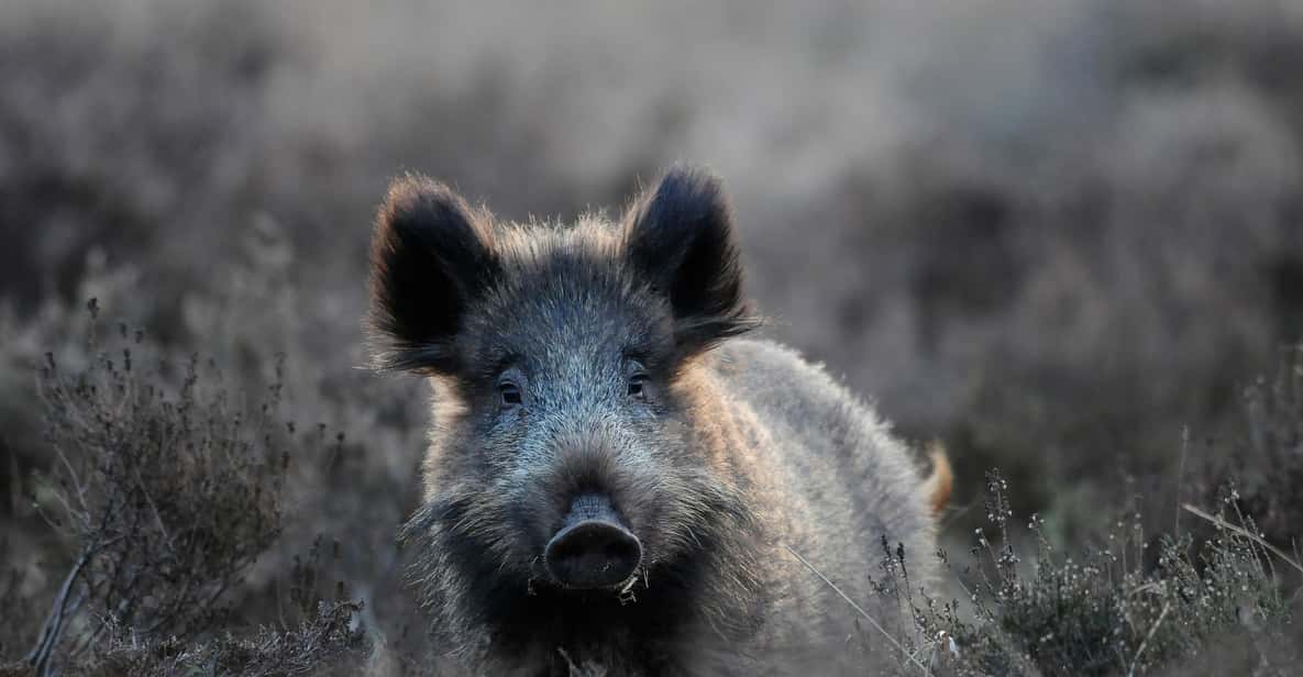 Afbeelding 8 van Otterlo: Toegangsbewijs Nationaal Park De Hoge Veluwe
