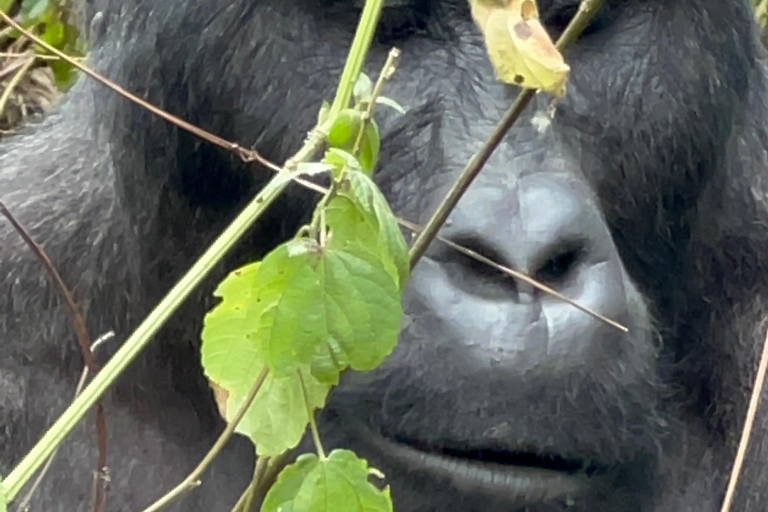 4-dniowa wyprawa tropem goryli nizinnych z Konga do Rwandy