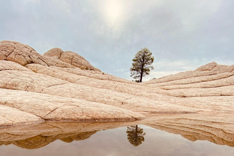 Kanab: Wycieczka do formacji skalnych White Pocket (mała grupa)Kanab: Wycieczka po formacji skalnej White Pocket