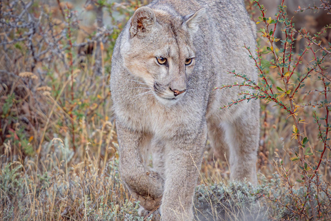 Puma Tracking (Puma spotting) - Torres del Paine Puma Tracking (Puma Sighting) - Torres del Paine