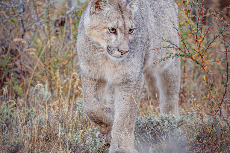 Puma Tracking (Puma spotting) - Torres del Paine Puma Tracking (Puma Sighting) - Torres del Paine