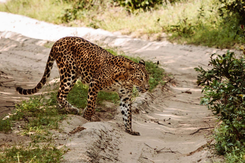 Desde Anuradhapura: Safari de medio día al Parque Nacional de Wilpattu