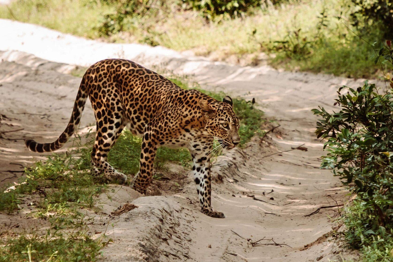 Z Kandy: Safari w Parku Narodowym Wilpattu z odbiorem z hotelu