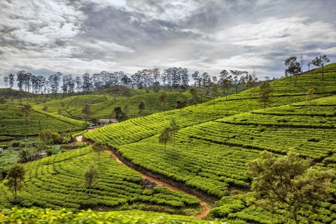8 Days Sri Lanka private round tours with H/B accommodations