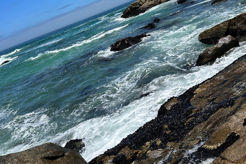 Cidade do Cabo: Excursão guiada de 1 dia pelo Cabo da Boa Esperança e Pinguins