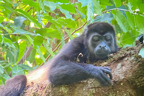 Manuel Antonio Park: Geführter Rundgang mit einem NaturalistenPrivate Tour