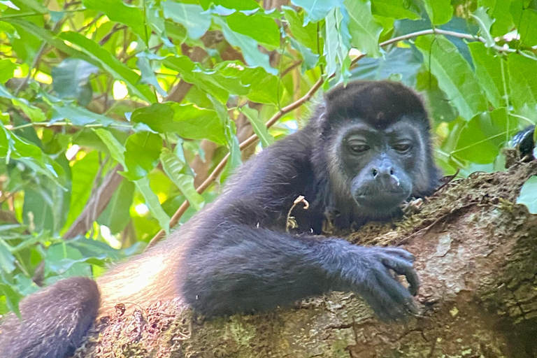 Manuel Antonio Park: Guided Walking Tour with a NaturalistPrivate Tour