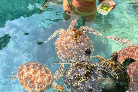 ZANZIBAR: Salaam Cave Sea Turtle Swim, Feed & Hotel Transfer
